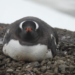 Antarctica - The 7th Continent